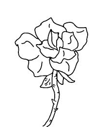 Rose 11